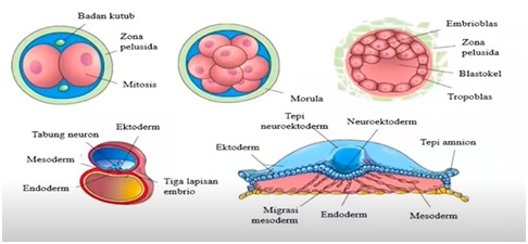Tahap Awal Pertumbuhan Embrio